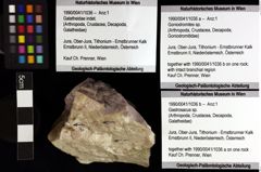 Foto (Objket + Etiketten) von Gastrosacus sp. 